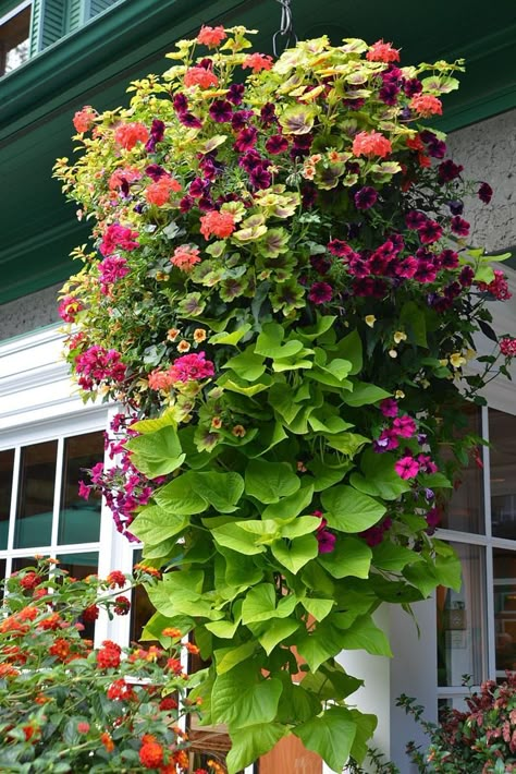 How to plant beautiful hanging baskets that last for months. Choose the best plants from these 15 designer plant lists for hanging flower baskets in sun or shade, plus easy care tips on soil, water and fertilizer for a healthy hanging basket! Hanging Plants Outdoor, Small Yard Landscaping, Hanging Flower Baskets, Container Gardening Flowers, Plants For Hanging Baskets, Flower Garden Design, Hanging Flower, Garden Containers, Hanging Flowers