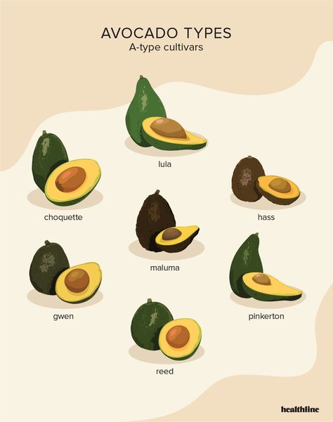 15 Types of Avocado: Benefits, Nutrition, and More Types Of Avocado, Benefits Of Eating Avocado, Avocado Varieties, Avocado Types, Avocado Benefits, Common Diseases, Healthy Brunch Recipes, Avocado Chocolate Mousse, Grow Avocado