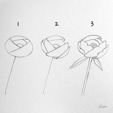 Draw Peony, Draw Flowers Watercolor, Draw A Flower, Flowers For Beginners, Flowers Step By Step, How To Draw Flowers, Peony Drawing, Ancient Drawings, Pop Art Images