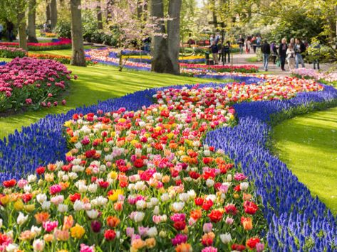 The largest flower park in the world has seven million bulbs in bloom right now Types Of Tulips, Day Trips From Amsterdam, Famous Gardens, Tulip Festival, Tulips Garden, Most Beautiful Gardens, Tulip Fields, Beautiful Flowers Garden, Love Garden