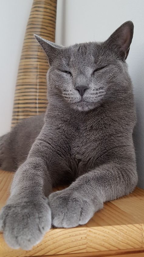 Russian Blue Cat Aesthetic, Blue Russian Cat, Korat Cat, Russian Blue Kitten, I Miss My Cat, Russian Cat, Gray Cats, Blue Drawings, Cats Design