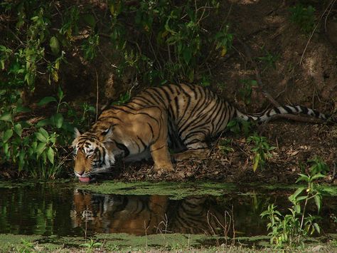 Royal Bengal Tiger, Jungle King, Tiger Photography, Save The Tiger, Tiger Artwork, Tiger Love, Wildlife Reserve, Tiger Tiger, King Of The Jungle