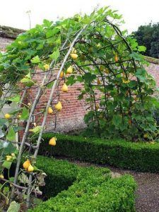 Starting A Vegetable Garden, Potager Garden, Veg Garden, Have Inspiration, Vegetable Garden Design, Fruit Garden, Garden Trellis, Garden Structures, Veggie Garden