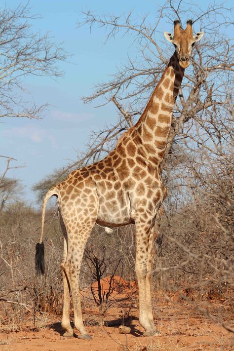 Tammie Matson » giraffe Giraffe Facts For Kids, Scene Emo Wallpaper, Fun Facts About Giraffes, Giraffe Tail, Giraffe Facts, Giraffe Images, Zoo Giraffe, Giraffe Photos, Pet Meds