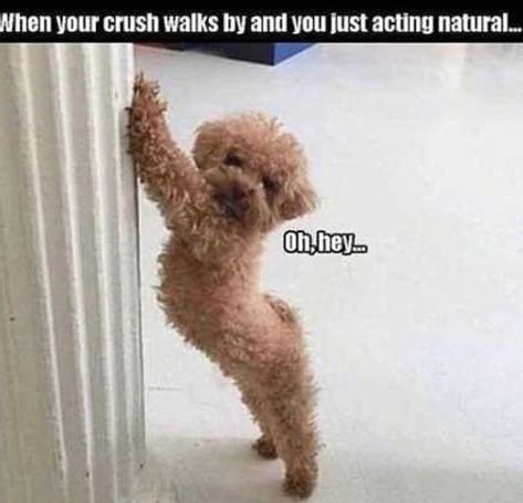 14 Funny Poodle Memes That Will Make Your Day! | Page 2 of 3 | PetPress Funny Koala, When Your Crush, Quotes Friendship, Friendship Humor, 웃긴 사진, Funny Animal Memes, Your Crush, Life Humor, Funny Animal Pictures