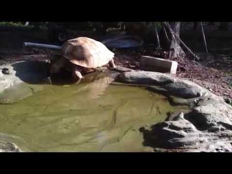 Tortoise Water Bowl, Sulcata Tortoise Habitat Outdoor, Sulcata Enclosure, Tortoise Pond, Animal Enclosure Ideas, Farm Goals, Turtle Room, Red Footed Tortoise, Tortoise House