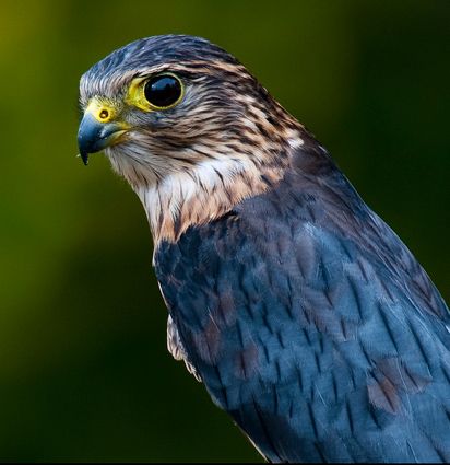 Merlin Bird | Merlin, Identification, All About Birds - Cornell Lab of Ornithology Merlin Falcon, Merlin Bird, Fisher King, Fastest Bird, Raptors Bird, Bird Facts, Bird Identification, Kinds Of Birds, Shorebirds