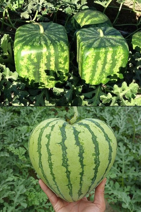 Watermelon Shapes, Watermelon Vodka Drinks, Shaped Watermelon, Salad Watermelon, Watermelon Juice Recipe, Watermelon Sangria, Watermelon Dessert, How To Grow Watermelon, Watermelon Pops