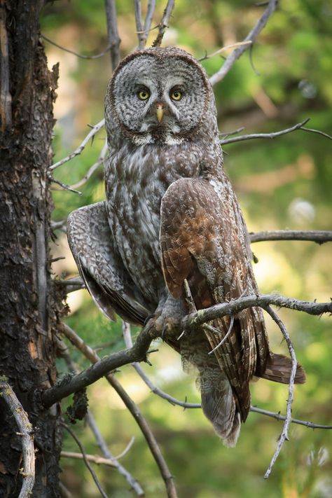 Great Gray Owl, Owl Wings, Awesome Owls, Owl Photography, Grey Owl, Pictures Of Animals, Great Grey Owl, Owl Photos, Hoot Owl