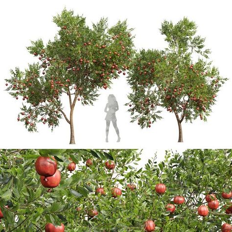 New Plant High detail Punica Granatum Pomegranate Pomegranate Tree, Tree Cut Out, Plant Texture, Tropical Africa, Pomegranate Fruit, Landscaping Plants, Pomegranate, Plants