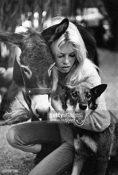 Brigitte Bardot Dogs Stock Photos and Pictures | Getty Images Bridgette Bardot, Dog Stock Photo, Super Women, Bridget Bardot, Julie Christie, Mode Hippie, Animal Rights Activist, Norma Jeane, French Actress