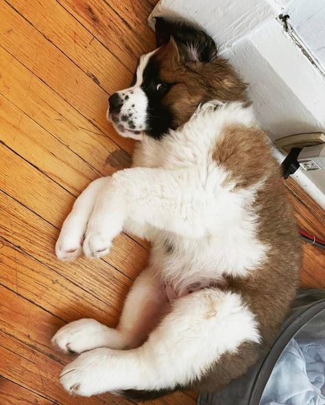 Cute St Bernard Puppies, At Bernard, Saint Bernard Puppies, St Berdoodle, Saint Bernard (dog), St Bernards, Saint Bernards, English Setter Dogs, St Bernard Puppy