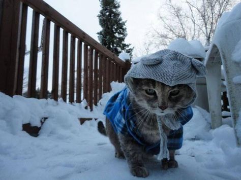 When you're already over winter: Canadian Cat, Sick Cat, Image Chat, Neko Cat, Kinds Of Cats, Cat Travel, Outdoor Cats, Wild Things, Cute Kittens