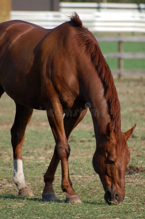 Horse Eating Grass Drawing, Horse Eating, Horse Grazing, Animals Background, Summer Animals, Horses Grazing, Grass Drawing, Painting Animals, Animal References