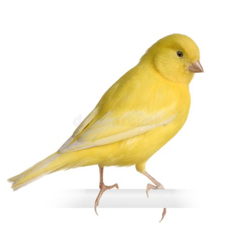 Canary Singing, Yellow Canary, Canary Birds, White Canary, Yellow Bird, Pet Bird, Wallpaper Cave, Small Birds, Animal House