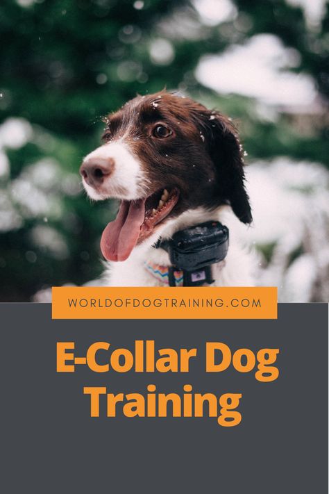 Shock Collar Training, Dog Hand Signals, Working Dog Breeds, E Collar Training, Dog Training Hand Signals, Aggressive Dog Training Tips, Basic Dog Training Commands, Training Puppy, Ecollar Dog Training