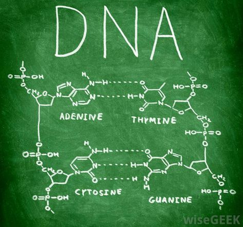 What is DNA? (with pictures) Dna Pictures, One Pound Of Fat, Dna Structure, Better Diet, Evolutionary Biology, Citizen Science, Nucleic Acid, Biology Lessons, Chemical Structure