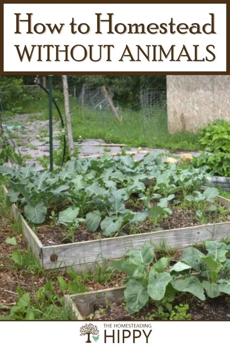 Anyone can have the mind of a homesteader, even without animals. These steps will give you the tools to becoming more self sufficient! #homesteading #skills #gardening Home Steading For Beginners, Home Steading Ideas, Vegan Homesteading, Vegan Homestead, Homestead Wife, Self Sufficient Living, Homestead Layout, Homestead Animals, Water Collection System