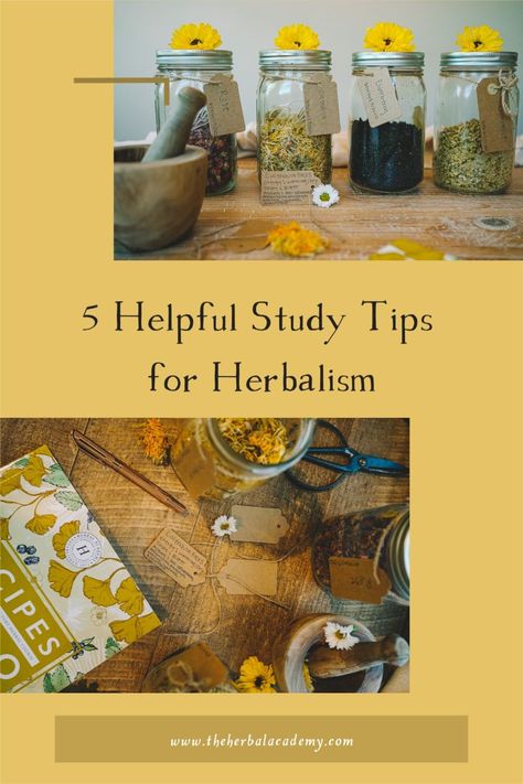 Medicinal Herbs Remedies, Tea Blends Recipes, Herbal Academy, Herbal Education, Reference Board, Herbal Tinctures, Herbal Apothecary, Herbal Healing, Alternative Healing