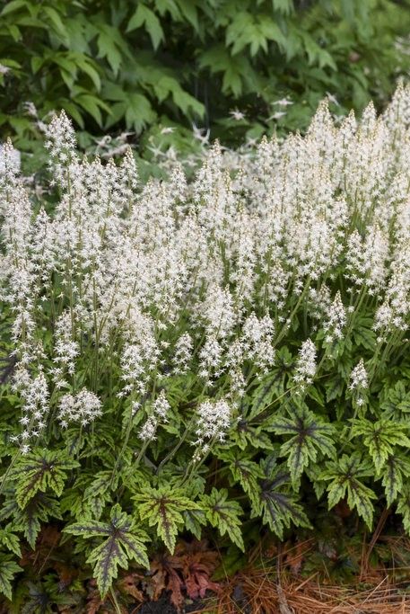 20 Best Hosta Companion Plants (What to Plant With Hostas) Full Shade Flowers, Iron Butterfly, Butterfly Plants, Hummingbird Garden, Shade Flowers, Shade Perennials, Garden Shrubs, Moon Garden, Woodland Garden