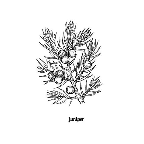 Free Hand Drawn Juniper Tree Vectors - Download Free Vectors, Clipart Graphics & Vector Art Juniper Tattoo, Tattoo Touch Up, Tree Branch Tattoo, Vine Drawing, Couples Tattoo, Engraving Tattoo, Juniper Tree, Branch Tattoo, Doodle Art Journals