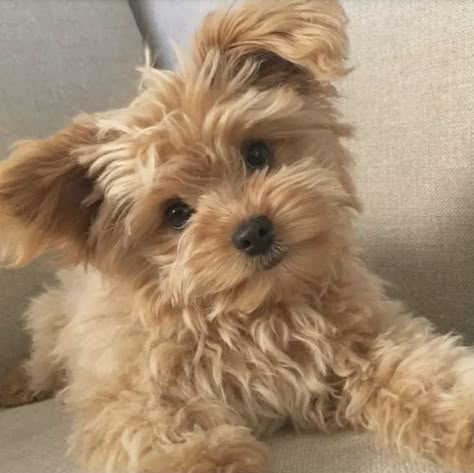 Small Puppy Breeds, Golden Doodle Puppies, I Miss My Dog, Teddy Bear Dogs, Cute Puppy Photos, Puppy Aesthetic, Cute Fluffy Puppies, Yorkshire Terrier Teacup, Teddy Bear Puppies