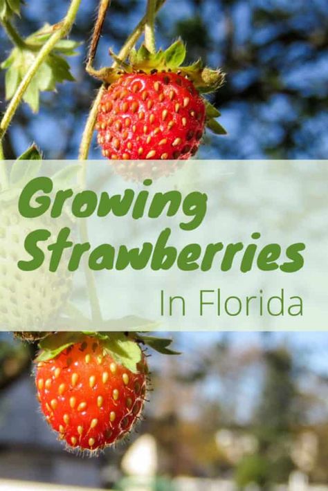 When To Plant Strawberries, Strawberry Planters Diy, How To Grow Strawberries, Strawberry Varieties, Grow Strawberries, Backyard Food, Strawberry Beds, Florida Plants, Sustainable Gardening