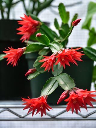 Why is My Christmas Cactus Not Blooming? 4 Reasons Stopping This Winter Beauty From Flowering Christmas Cactus Flower, Kitchen Lighting Design, Cactus Care, Kitchen Paint Colors, Christmas Cactus, Design Rules, Cactus Flowers, Winter Beauty, Painting Flowers