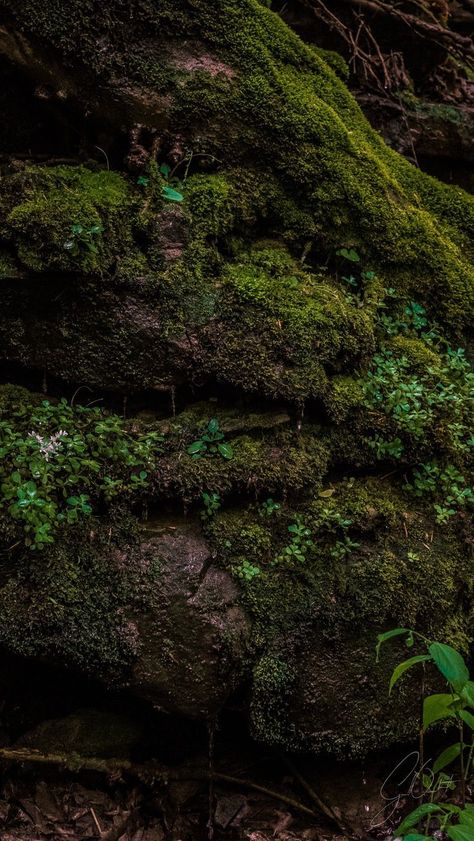 Mossy Rocks, Earth Texture, Stair Art, Mammoth Cave National Park, Plant Study, Mammoth Cave, Rock Aesthetic, Rock Textures, Landscape Photography Nature