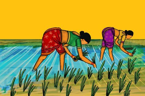 Women are working in the paddy fields. Indian artist created this rural india drawing, woman are working in rice farm vector illustration Rice Farm, Village Fair, India Drawing, Farmer Painting, Farm Illustration, Village Scene Drawing, Farm Vector, Easy Girl, Landscape Pencil Drawings