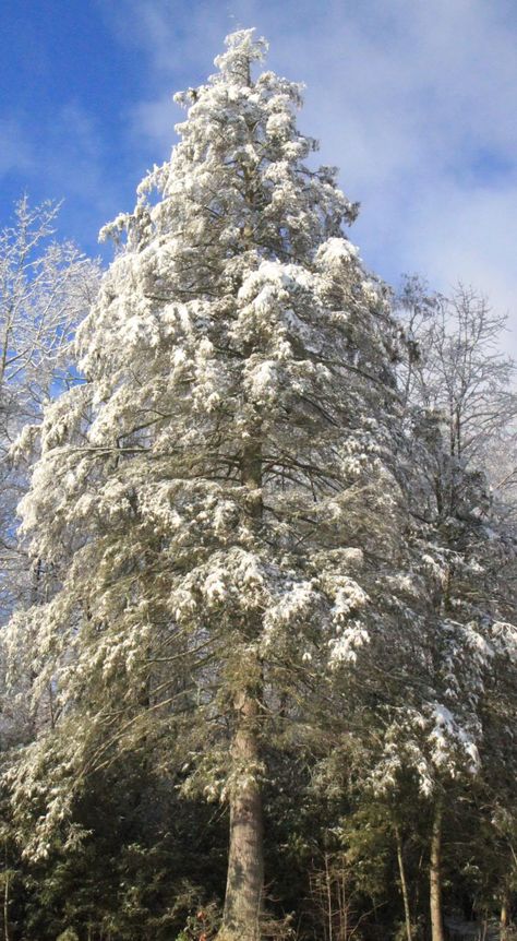 Snow covered Hemlock tree. Hemlock Tree, Trees Pictures, Tree With Snow, Tree Types, Artistic Tree, Canadian Hemlock, Palm Tree Pictures, Tree Pictures, Sequoia Tree