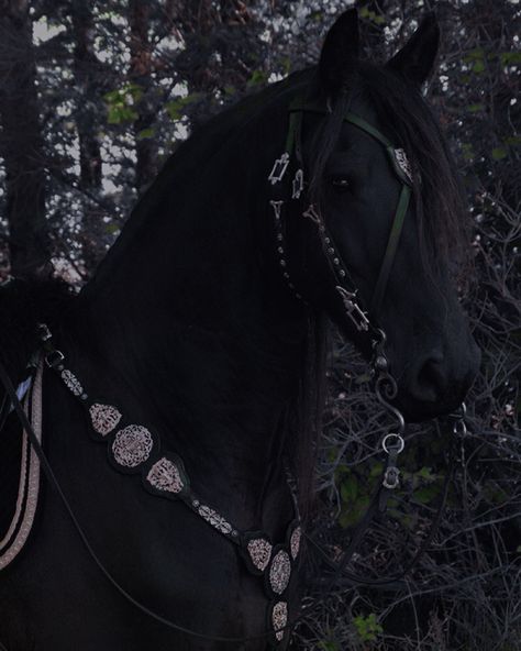 Caius Volturi, Medieval Horse, Horse Riding Aesthetic, Beautiful Horses Photography, Medieval Aesthetic, Horse Aesthetic, The Dark Artifices, Fantasy Aesthetic, Black Horse