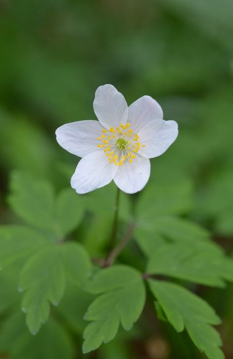 Alaskan Flowers, Uk Wildflowers, Woodland Tattoo, Anemone Nemorosa, Raw Photography, Wood Anemone, Light Flowers, Perennial Bulbs, Amaryllis Flowers