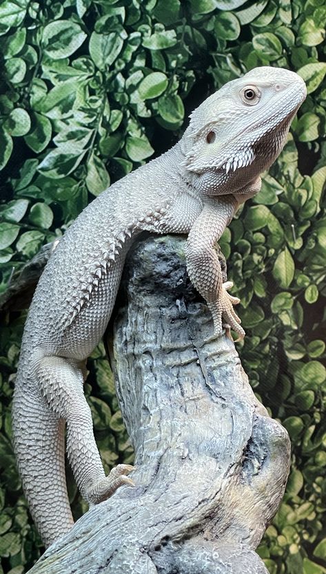 Bearded Dragon Morphs, Leatherback Bearded Dragon, Bearded Dragon Background, Bearded Dragons In Costumes, Hypo Zero Bearded Dragon, Bearded Dragon Care, Salamanders, Pet Dragon, Shop Aesthetic