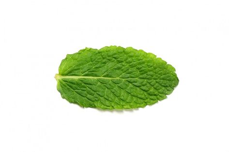 Free photo fresh mint leaves isolated | Free Photo #Freepik #freephoto #mint-leaf #nutrients #diet #mint Red Lettuce, Green Leaf Background, Mint Leaf, Mint Plants, Lemon Leaves, Peppermint Leaves, Artificial Leaf, Fresh Mint Leaves, Leaf Background