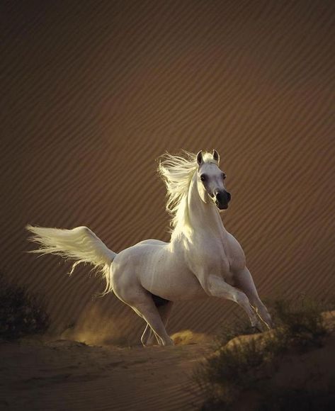 Cai Arabi, Arabic Horse, Egyptian Princess, Riding Tips, Beautiful Arabian Horses, Majestic Horse, All The Pretty Horses, Horse Crazy, White Horses