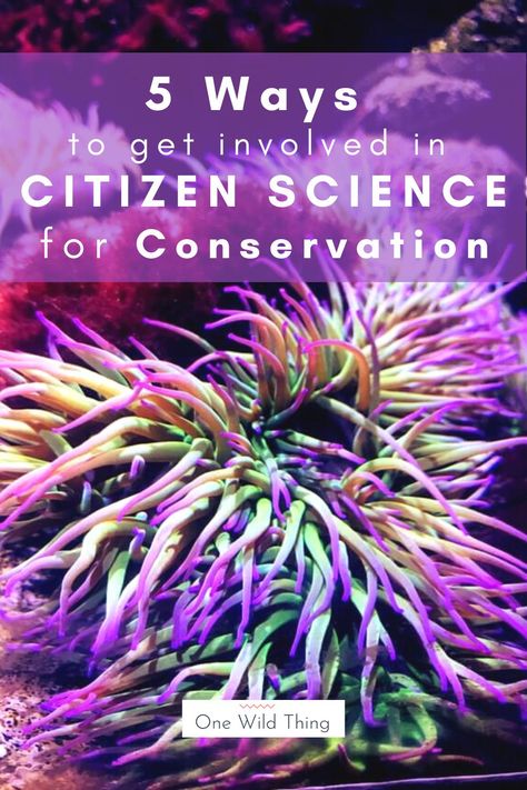 5 ways to get involved in citizen projects for conservation. Citizen science is becoming a huge tool for scientists to increase the scale of their studies. Here's a selection of citizen science project suggestions to get you started. Uk Wildlife, Wildlife Biology, Educational Facts, Wildlife Facts, I Care Too Much, Care Too Much, Conservation Projects, Biodiversity Conservation, Conservation Biology