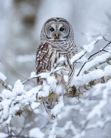 Awesome Owls, Snow Owl, Owl Pictures, Beautiful Owl, Paws And Claws, Winter Animals, Owl Bird, Amazing Photo, Cute Wild Animals