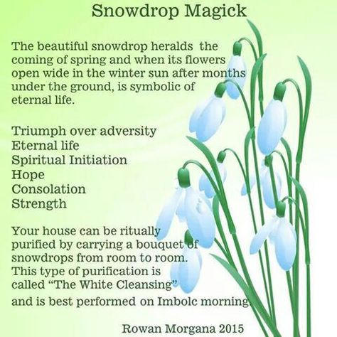 Snowdrop magic Snow Drops Flowers, Magic Journal, This Magic Moment, Flower Magic, Snow Drop, Snow Drops, Plant Magic, Flower Symbol, Sweet Perfume