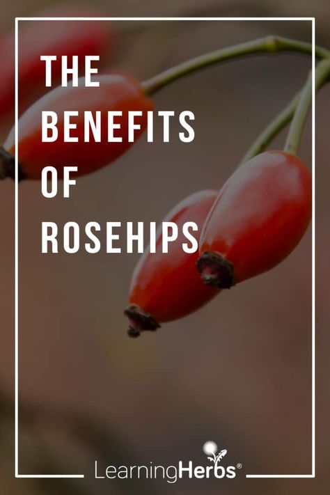 Rose Hip Tea Benefits, Rose Hips Benefits, Rosehip Recipes, Rosehip Syrup, Rosehip Tea, Magic Herbs, Healthy Advice, Tea Benefits, Wild Food