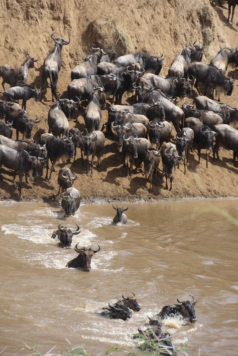 Maasai Mara, Kenya Safari, Maasai, African Beauty, East Africa, Amazing Destinations, Travel Experience, Where To Go, Middle East