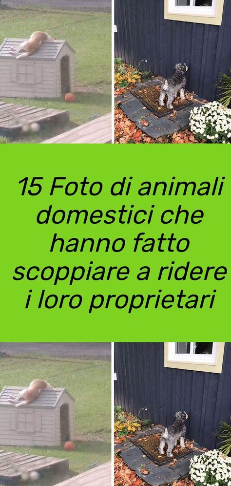 15 Foto di animali domestici che hanno fatto scoppiare a ridere i loro proprietari per via della loro simpatia #animali