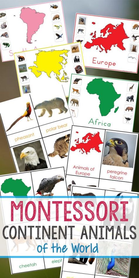 Montessori Animals and Continents Printables, Great Hands-on activities for learning all about animals and continents. Animals continents worksheet, animals and their continents activities, Montessori animals of seven continents, animal continents activity sheets, what animal can be found on every continent, Montessori continents printables #montessori #Montessoriactivities #geography #animalactivities Montessori Continents, Montessori Animals, Continents Activities, Montessori Science, Montessori Geography, Montessori Printables, Table Activities, Montessori Books, Animals Around The World