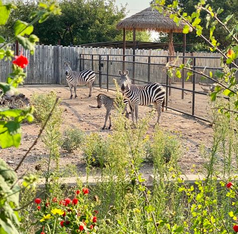 Zebra | Abilene Zoo Plains Zebra, Habitats Projects, Girly M Instagram, The Zoo, In The Wild, Zoo Animals, Zebras, Discover The World, Otters