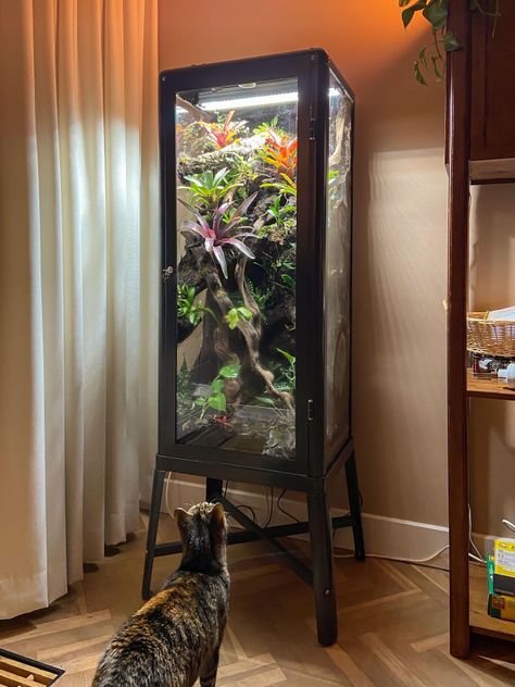 Glass Cabinet Terrarium, Terrarium Enclosure, Tall Aquarium, Ikea Greenhouse Cabinet, Greenhouse Cabinet, Ikea Greenhouse, Vivarium Ideas, Ikea Garden, Misting System