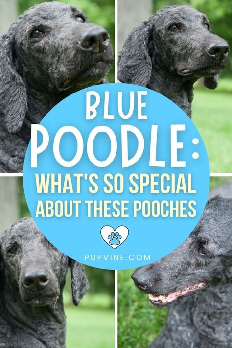 Blue Poodle Standard, Standard Poodle Haircut Styles, Poodle Colors, Standard Poodle Haircuts, Blue Poodle, Poodle Haircut Styles, Moyen Poodle, All Dog Breeds, Poodle Haircut