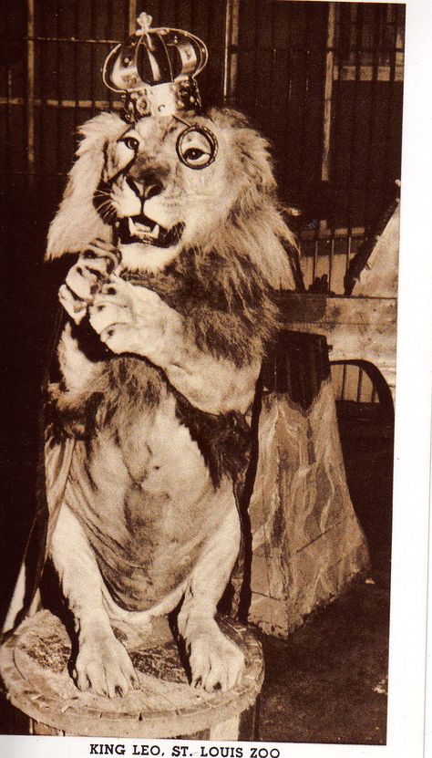 Circus: King Leo Circus Lion Art, Circus Lion, Funny Lion, Lions Den, Circus Animals, Big Top, Lion Art, Weird And Wonderful, Vintage Photography