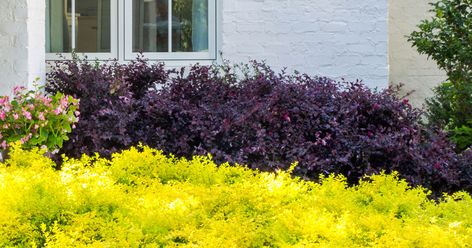 A dynamic duo of color and texture—Sunshine Ligustrum and Purple Daydream Dwarf Loropetalum perform beautifully together in the landscape Patio Hardscaping Ideas, Costal Front Yard Landscaping, Lorapedulum Landscaping, Southern Living Landscaping, Loropetalum Landscape Ideas, Georgia Landscape Ideas, Small Front Yard Landscape, Foundation Shrubs, Southern Landscaping