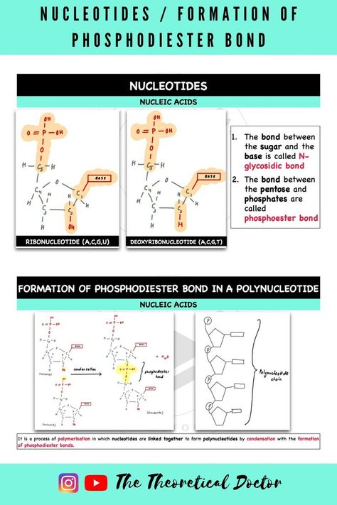 #carbohydrates #monosaccharides #stpm #biology #semester #1 #alevels #matriculation #form6 #disaccharides #polysaccharides #triglycerides #lipids #phospholipids #steroids #aminoacid #proteins #nucleotides #ribose #deoxyribose #pentose #phosphate #phosphodiester Nucleic Acid, Biochemistry, Amino Acids, Biology