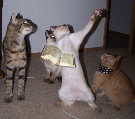 Preaching the gospel ..... Also visit our website at  http://welovedogsandcats.com/ Dancing Animals Art, Cats Dancing, Dance Meme, Cat Dance, Gatos Cool, Funny Cat Wallpaper, Cat Quotes Funny, Dancing Cat, Dance Humor